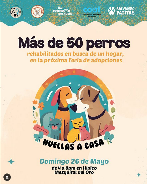 Hermosillo: Invita Huellas a Casa a la Primera Feria de Adopciones