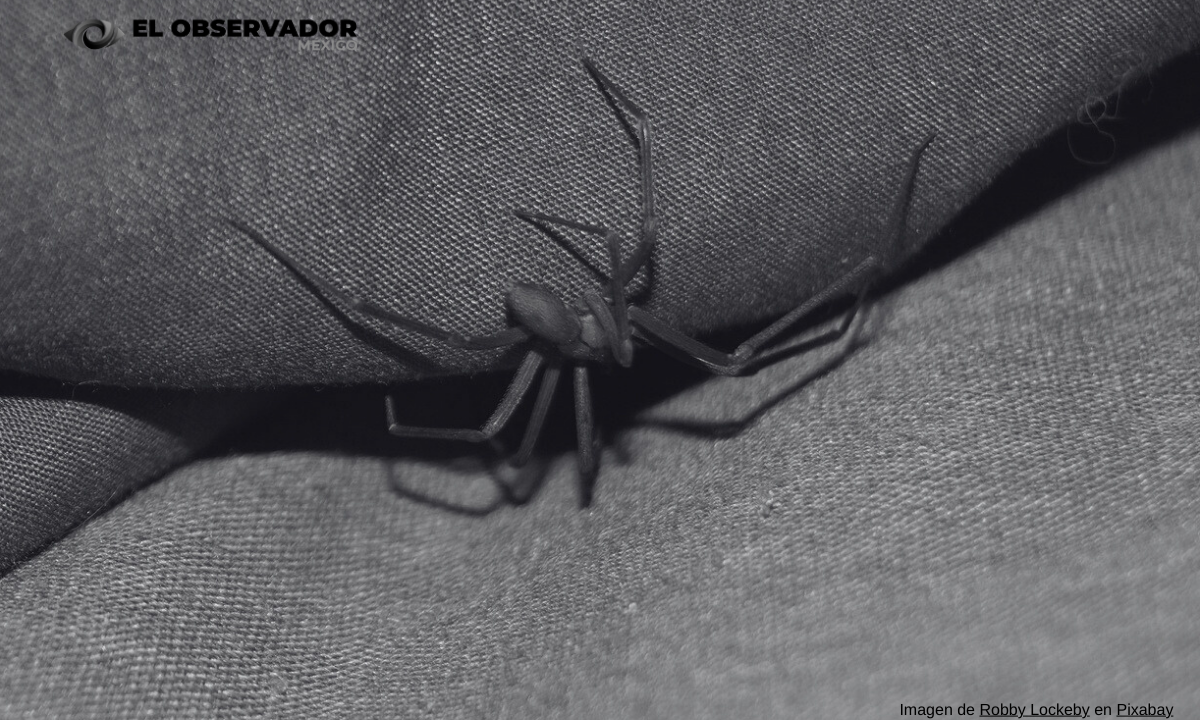 Guaymas: aumenta casos de picaduras de araña violinista