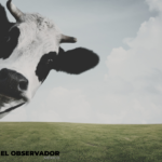 Dinamarca impondrá un impuesto sobre los "gases" de las vacas y cerdos desde 2030