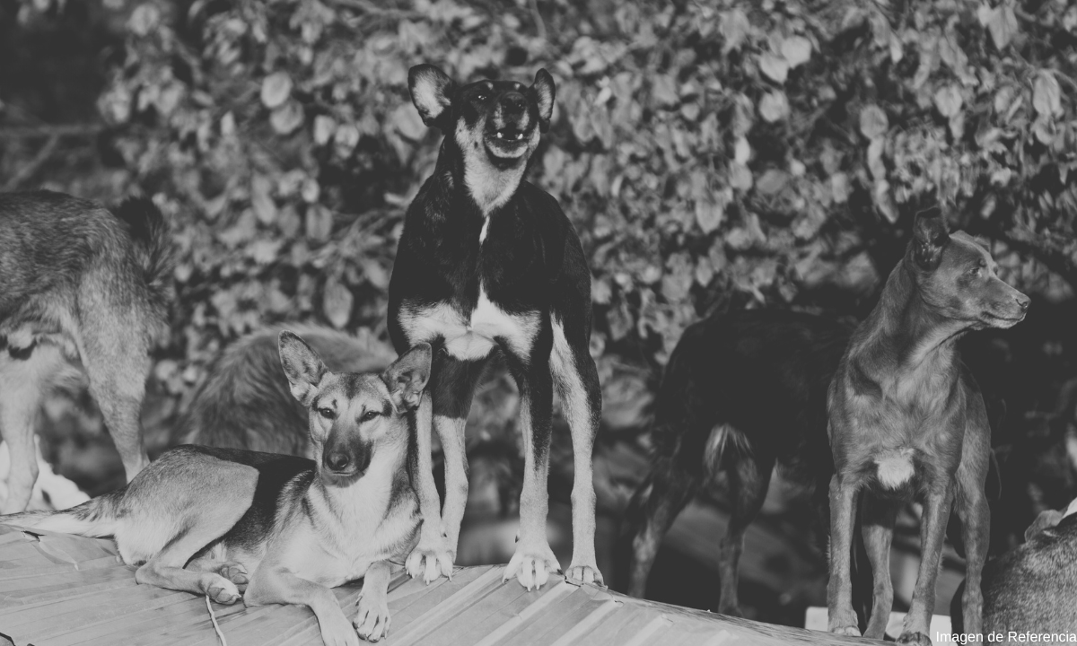 Jauria de perros