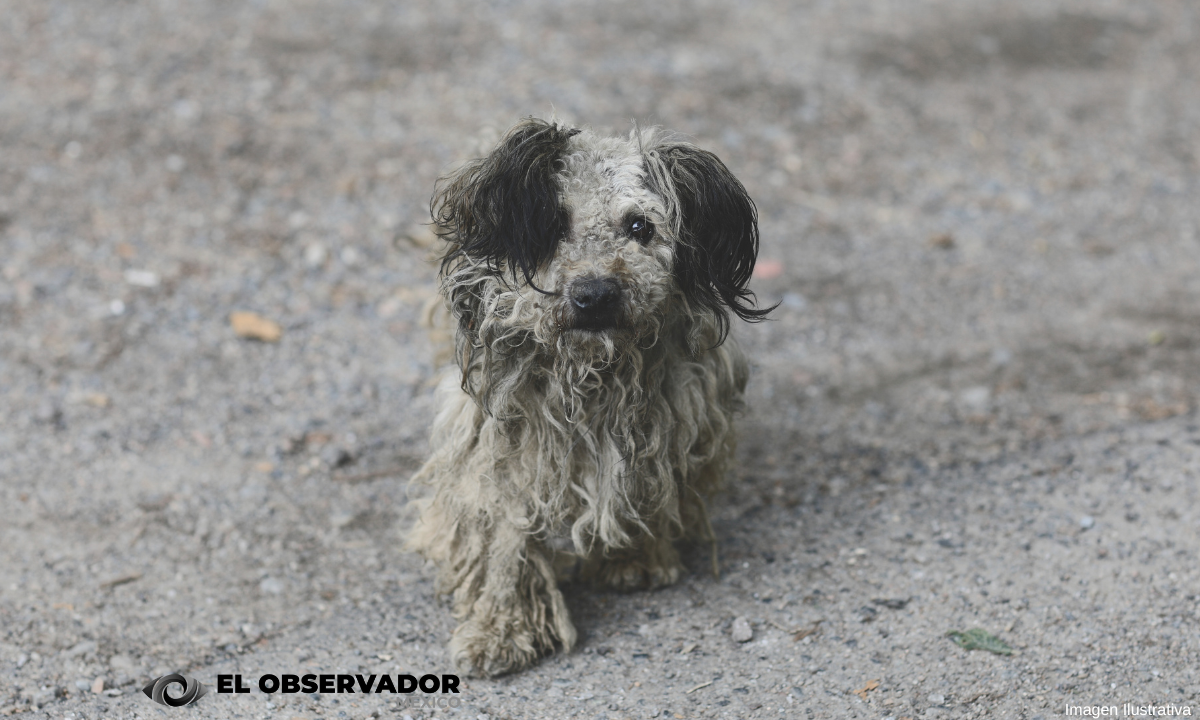 México, primer lugar en América Latina con perros y gatos en situación de calle
