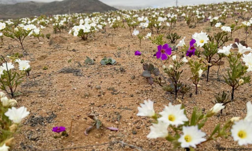 EL desierto de Atacama se cubre de flores