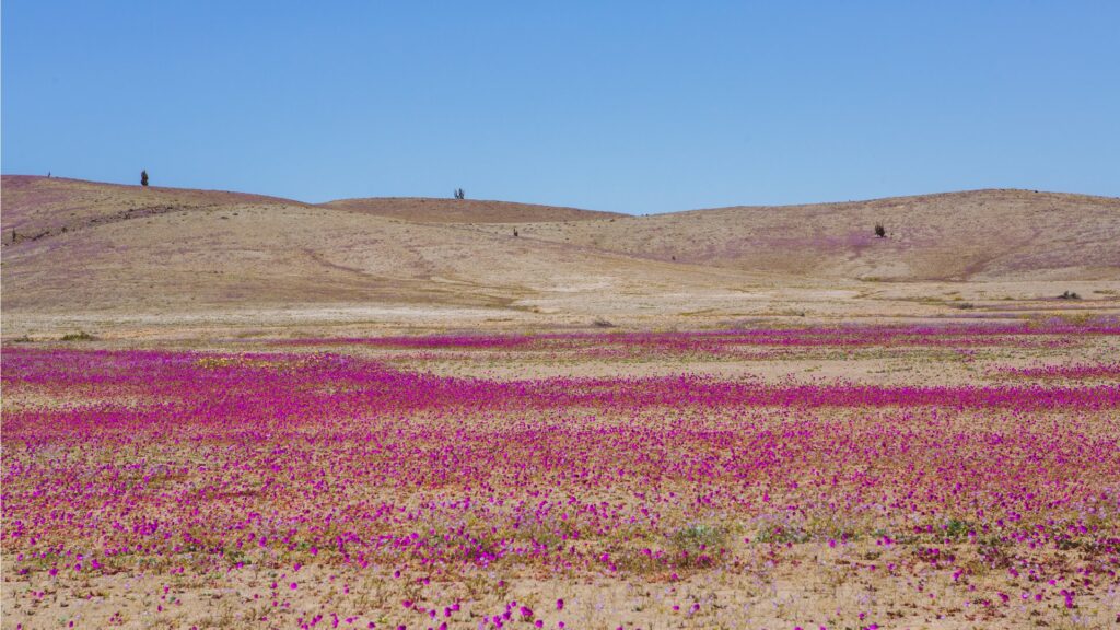 EL desierto de Atacama se cubre de flores