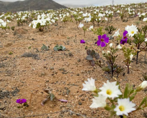 EL desierto de Atacama se cubre de flores