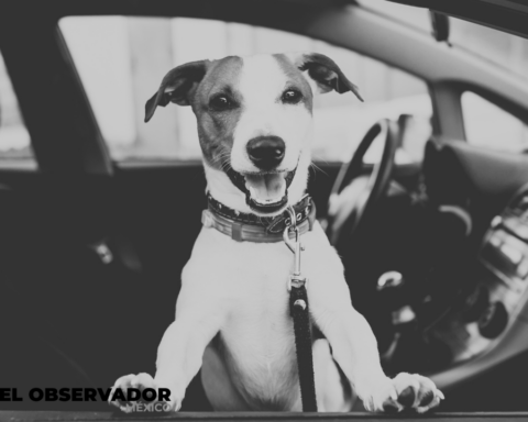 Hermosillo: advierte tránsito que esta prohibido llevar mascotas en el asiento delantero