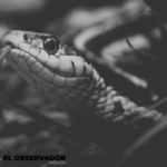 Hermosillo: ¡Cuidado con las serpientes! Se observa mayor avistamiento en jardines por calor y lluvias