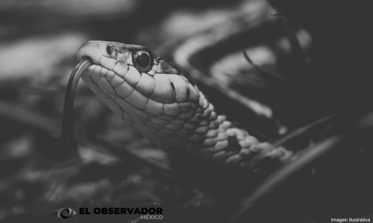Hermosillo: ¡Cuidado con las serpientes! Se observa mayor avistamiento en jardines por calor y lluvias