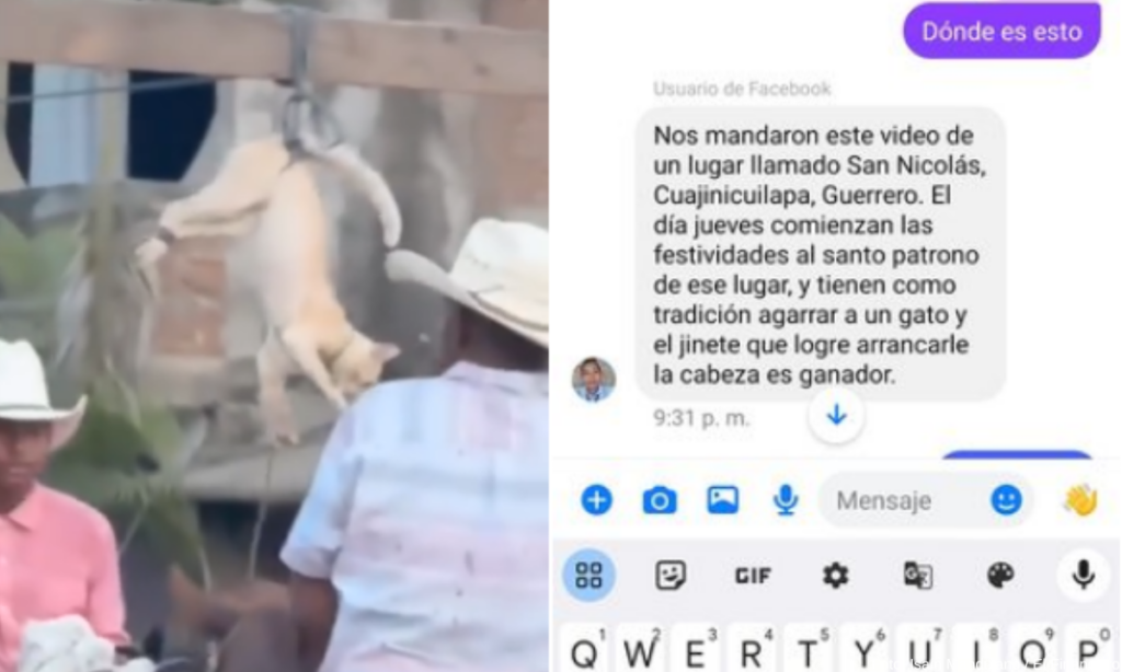 Jinetes torturan y le arrancan la cabeza a un gatito; por tradición