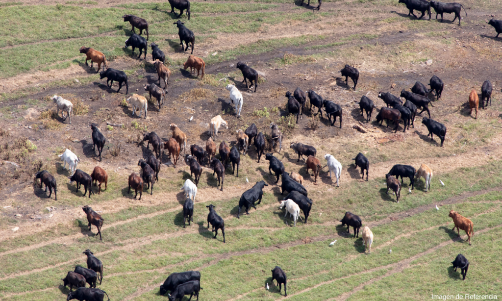 vacas