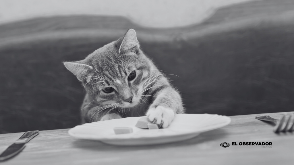 Retiran comida para gato contaminada con salmonela