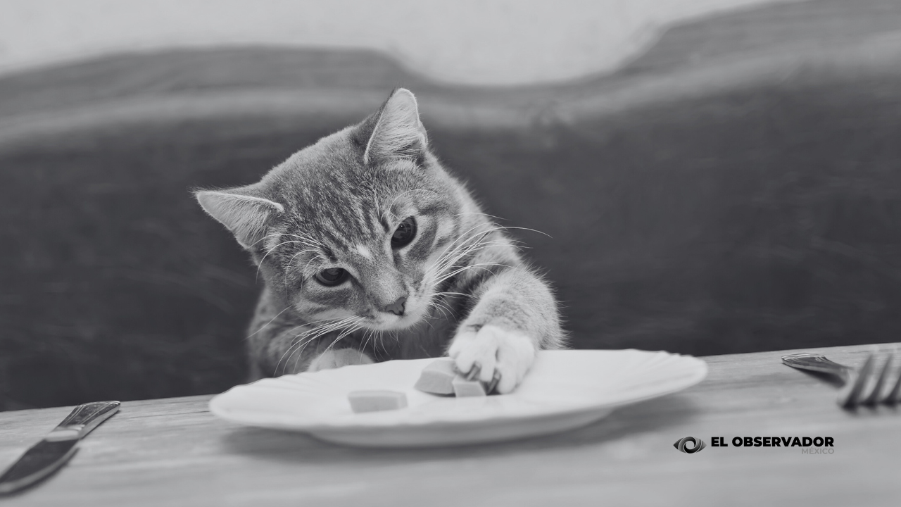 Retiran comida para gato contaminada con salmonela