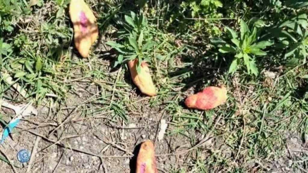 Descartan muerte de niños por comer pan envenenado; necropsia revela intoxicación con pesticida
