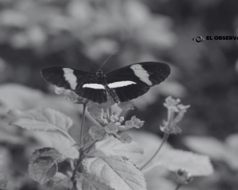 Mariposa