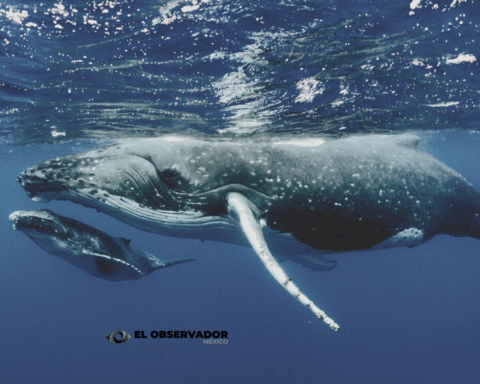 La orina de ballenas salvan ecosistemas marinos enteros