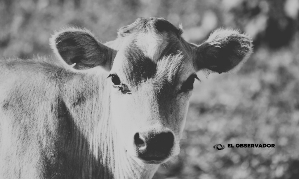 Aclaran que aftas en animal de Nogales NO es fiebre aftosa ni gusano barrenador