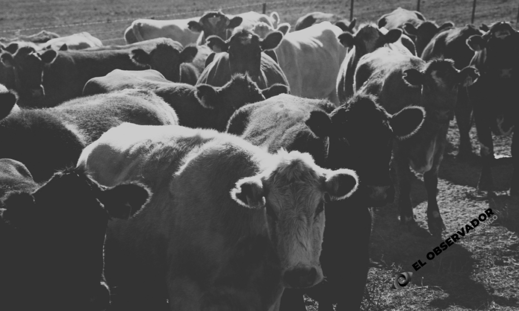 Detección de animal con afta en Nogales detiene temporalmente la exportación de ganado