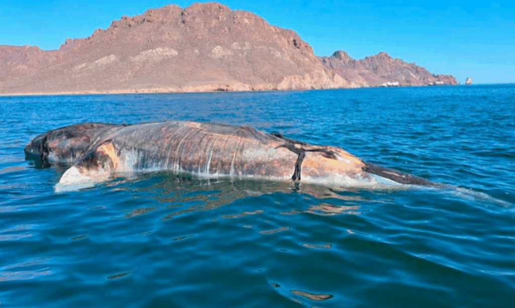 Ponen a flote a ballena sin vida varada en Guaymas