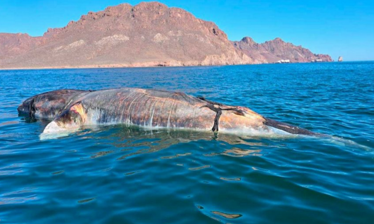 Ponen a flote a ballena sin vida varada en Guaymas