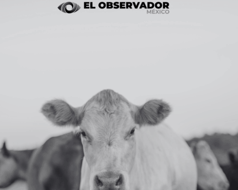 EE.UU. pide más tiempo para concluir su análisis y reiniciar la exportación de ganado