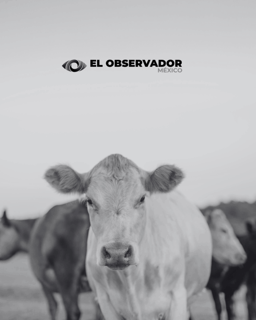 EE.UU. pide más tiempo para concluir su análisis y reiniciar la exportación de ganado