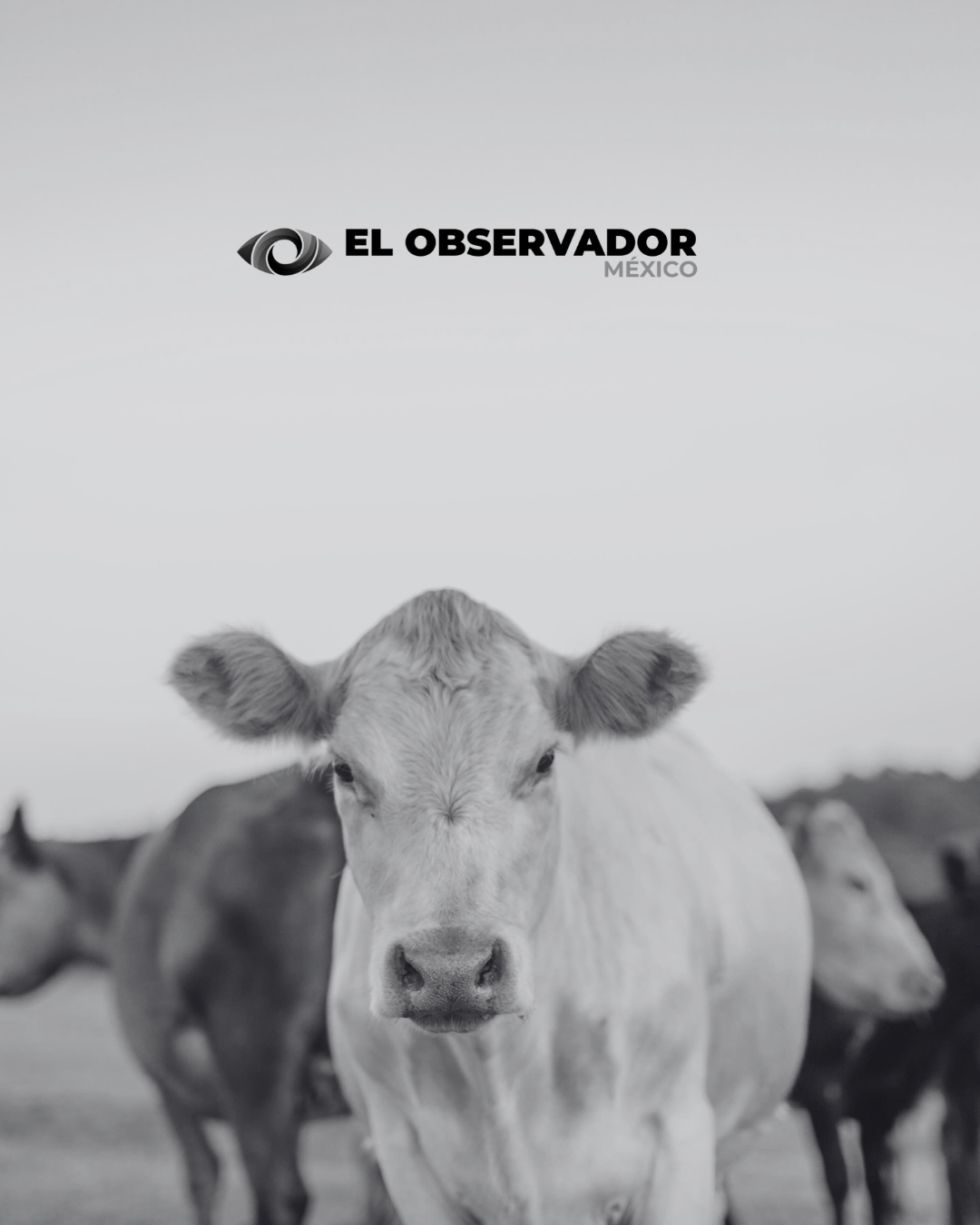 EE.UU. pide más tiempo para concluir su análisis y reiniciar la exportación de ganado