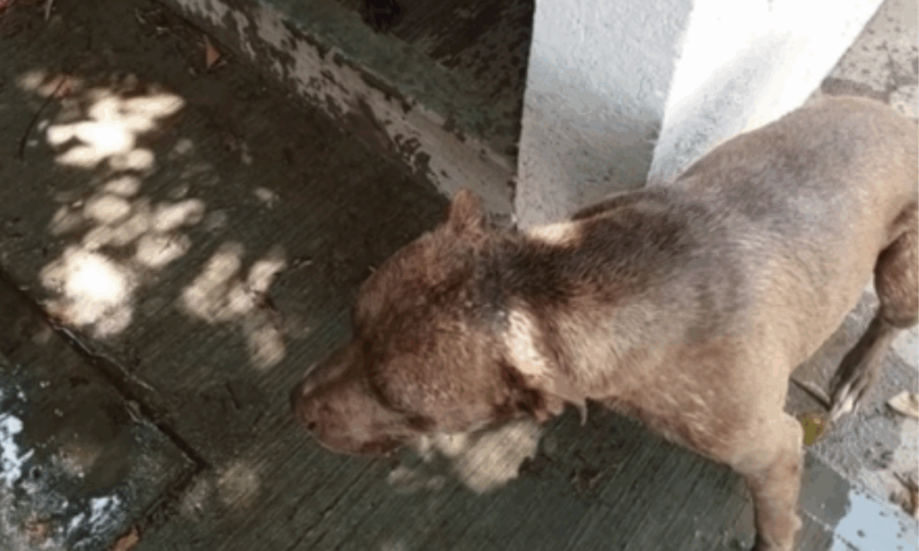 Sujeto es captado en video rociando con ácido a unos perritos