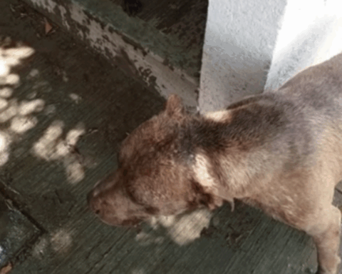 Sujeto es captado en video rociando con ácido a unos perritos