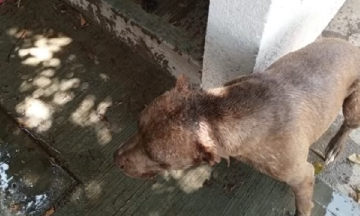 Sujeto es captado en video rociando con ácido a unos perritos