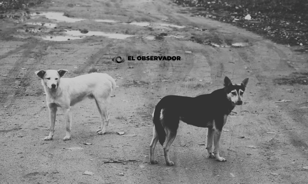 perro 2