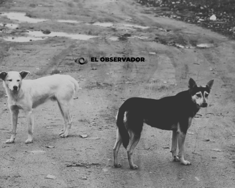 perro 2