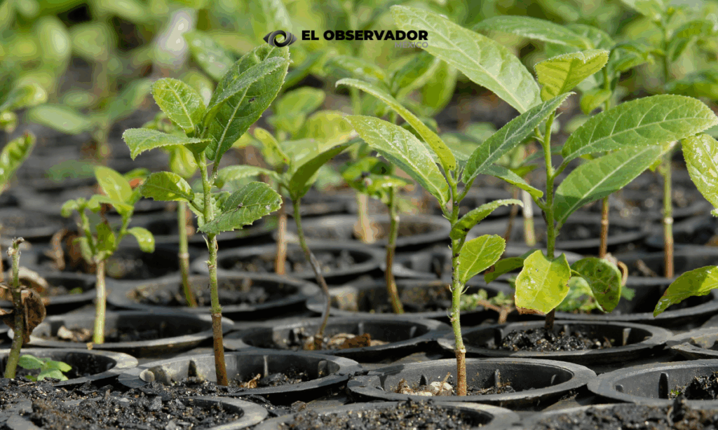 ¿Quieres reforestar? Vivero Estatal en Sonora regala hasta 5 plantas por persona