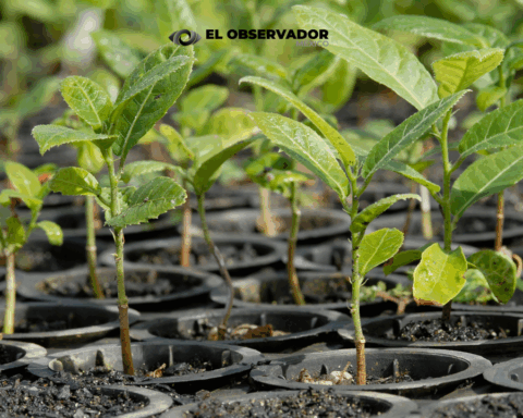 ¿Quieres reforestar? Vivero Estatal en Sonora regala hasta 5 plantas por persona