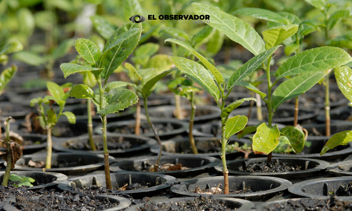 ¿Quieres reforestar? Vivero Estatal en Sonora regala hasta 5 plantas por persona